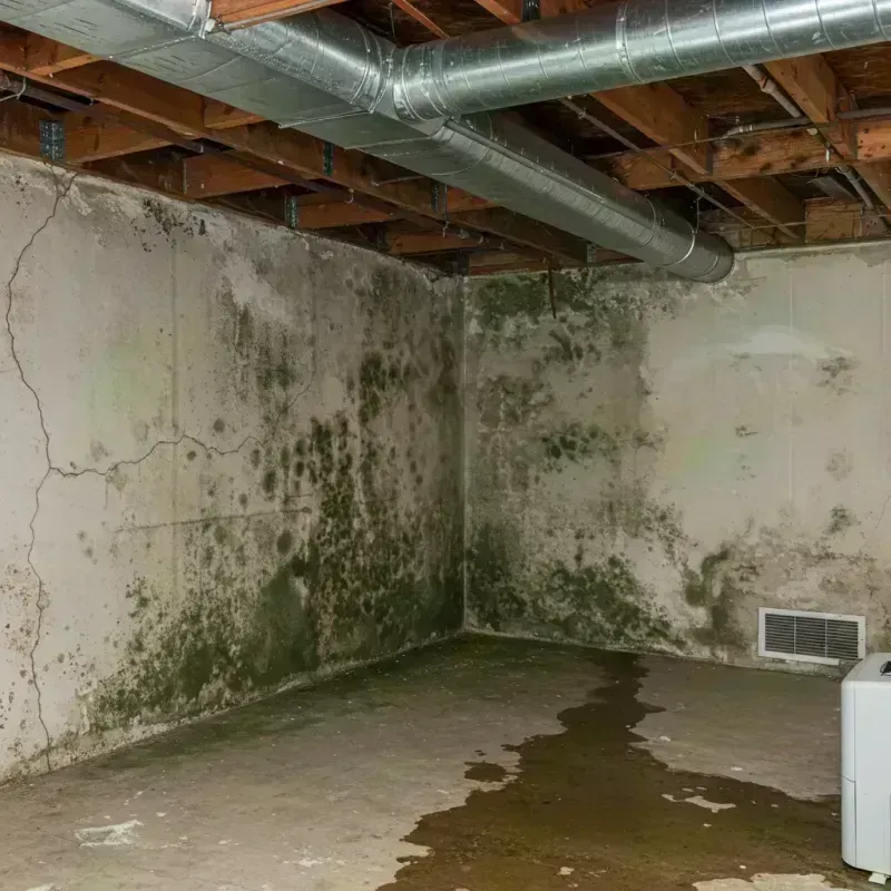 Professional Mold Removal in Shelbyville, IL